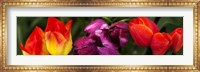 Close-up of tulip flowers Fine Art Print