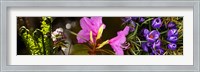 Close-up of purple and pink flowers Fine Art Print