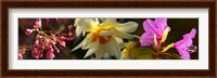 Close-up of white and pink  flowers Fine Art Print