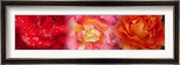 Close-up of three Rose flowers Fine Art Print