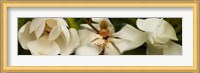 Close-up of white magnolia flowers Fine Art Print
