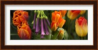 Close-up of orange and purple flowers Fine Art Print