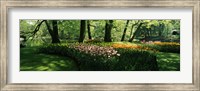 Tulip flowers and trees in Keukenhof Gardens, Lisse, South Holland, Netherlands Fine Art Print