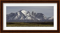 Field with snowcapped mountains, Paine Massif, Torres del Paine National Park, Magallanes Region, Patagonia, Chile Fine Art Print