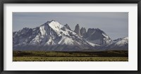 Field with snowcapped mountains, Paine Massif, Torres del Paine National Park, Magallanes Region, Patagonia, Chile Fine Art Print