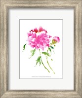 Peonies in Pink I Fine Art Print