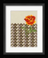 Rosa Dawn II Framed Print
