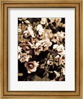 Romantic Roses II Fine Art Print