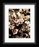 Romantic Roses II Framed Print