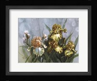 Hadfield Irises I Fine Art Print