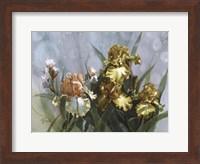 Hadfield Irises I Fine Art Print