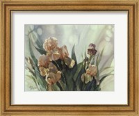 Hadfield Irises II Fine Art Print