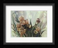 Hadfield Irises II Fine Art Print
