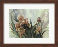 Hadfield Irises II Fine Art Print