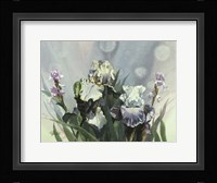 Hadfield Irises III Fine Art Print