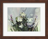 Hadfield Irises III Fine Art Print