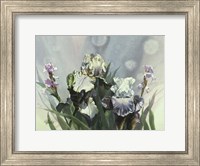 Hadfield Irises III Fine Art Print