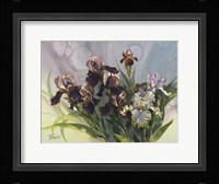 Hadfield Irises IV Fine Art Print