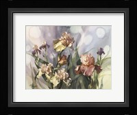 Hadfield Irises V Fine Art Print