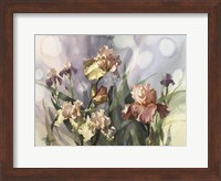 Hadfield Irises V Fine Art Print