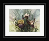 Hadfield Irises VI Fine Art Print