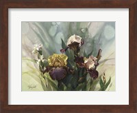 Hadfield Irises VI Fine Art Print