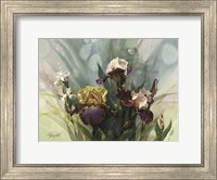 Hadfield Irises VI Fine Art Print