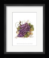 Watercolor Grapes I Framed Print