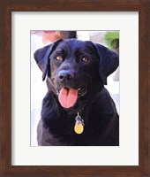 Black Lab Fine Art Print