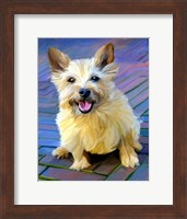 Cairn Terrier Fine Art Print