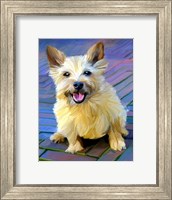 Cairn Terrier Fine Art Print