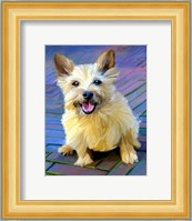 Cairn Terrier Fine Art Print