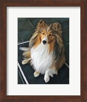 Sheltie Bred to Bark Fine Art Print