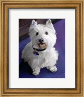 West Highland Terrier Fine Art Print