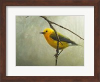Prothonotary Warbler Fine Art Print