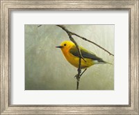 Prothonotary Warbler Fine Art Print