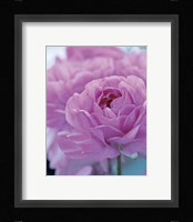Roses Anglaises Fine Art Print