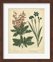 Garden Flora VII Fine Art Print