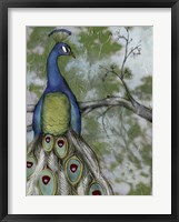 Peacock Reflections II Fine Art Print