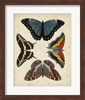 Display of Butterflies I Fine Art Print