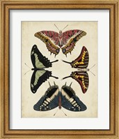 Display of Butterflies II Fine Art Print