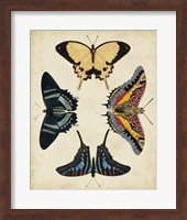 Display of Butterflies III Fine Art Print