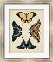 Display of Butterflies III Fine Art Print