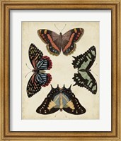 Display of Butterflies IV Fine Art Print