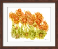 Sunlit Poppies I Fine Art Print
