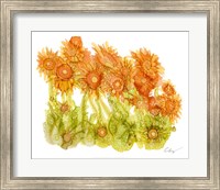 Sunlit Poppies I Fine Art Print