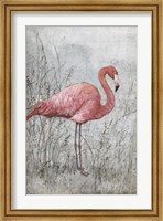 American Flamingo I Fine Art Print