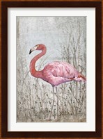 American Flamingo II Fine Art Print