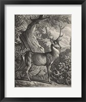 Woodland Deer I Fine Art Print