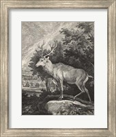 Woodland Deer II Fine Art Print